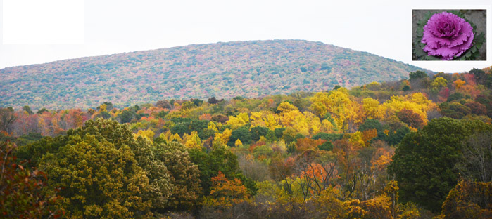 Fall Scene from Laurel Highlands, Pennsylvania photo by Dr. Jacob Mathew