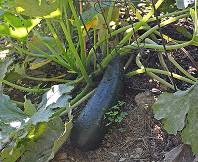 Zuchhini Squash plant. Photo by Dr. Jacob Mathew