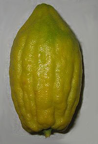 etrog fruit