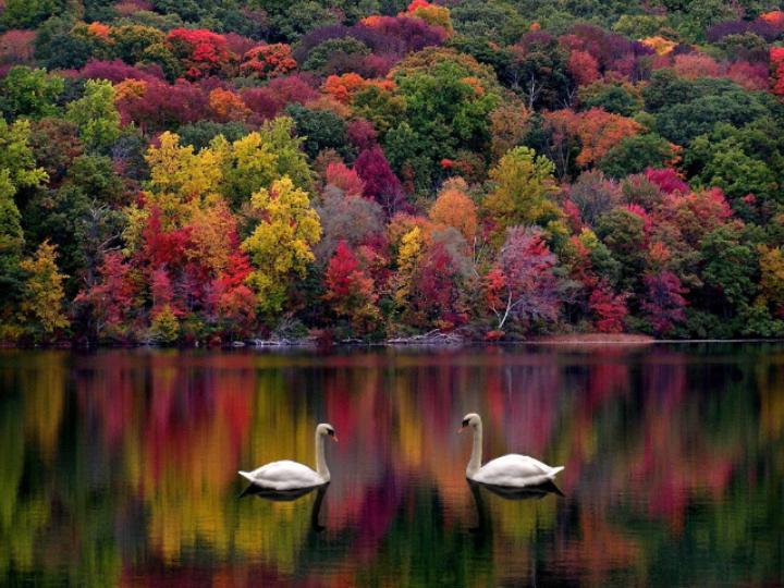 Fall Landscape