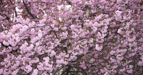 cherry blossoms in full bloom. Photo by Dr. Jacob Mathew