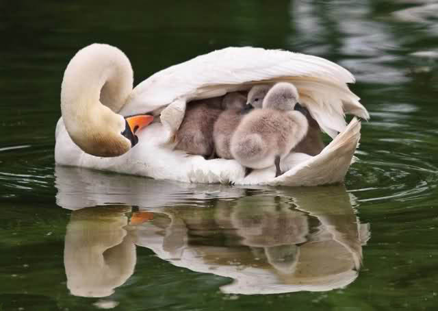 Mother Duck protecting her children