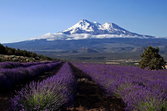 Lavender Landscape