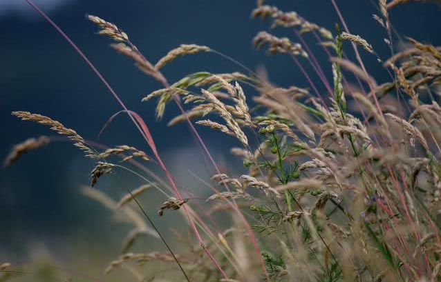 Straw plants laden with grains