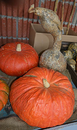 Pumpkins is Fall Photo by Dr. Jacob Mathew, Malankara World