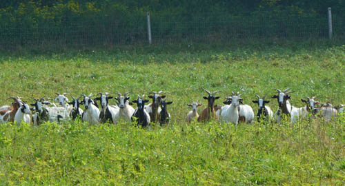 Sheep at Cuyahoga Valley National Park, OH. Photo by Dr. Jacob Mathew, Malankara World